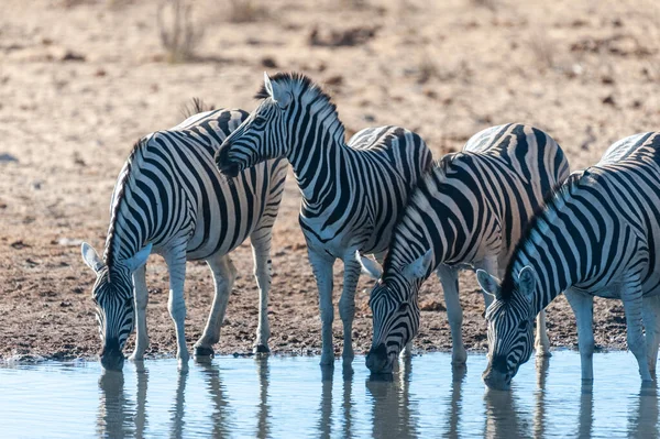 Een groep Zebra's in Etosha — Stockfoto