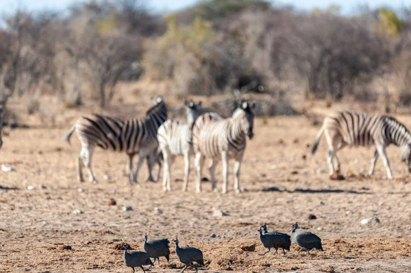 Un grupo de cebras en Etosha —  Fotos de Stock