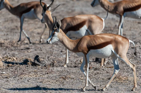 Impalas no Parque Nacional de Etosha — Fotografia de Stock