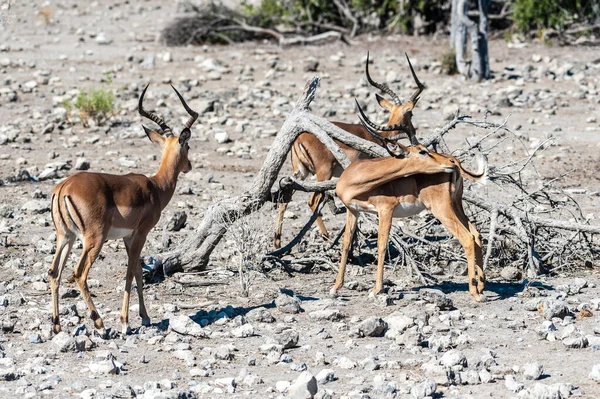 Impalas az Etosha nemzeti parkban — Stock Fotó