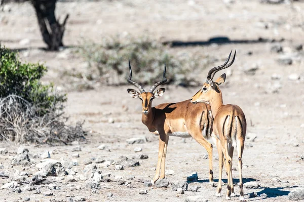 Impalas w parku narodowym Etosha — Zdjęcie stockowe