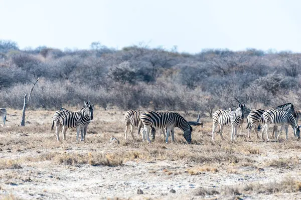 Etosha'da bir grup Zebra — Stok fotoğraf