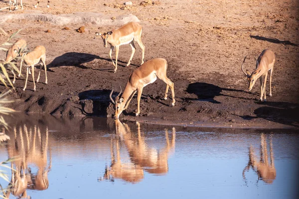 Impalas pije z vodní díry — Stock fotografie