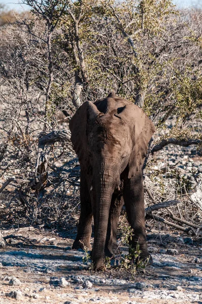 Primer plano de un joven elefante africano — Foto de Stock