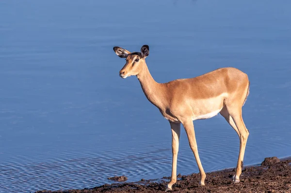 Fechar de um Impala Perto de um Waterhole — Fotografia de Stock