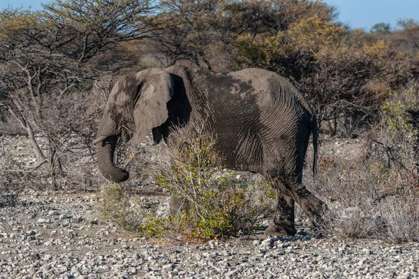 Primer plano de un elefante africano pasando por — Foto de Stock