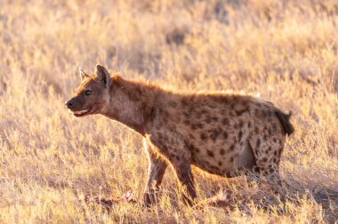 Av ile Benekli Sırtlan