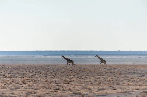 Jirafas en el Parque Nacional Etosha — Foto de Stock