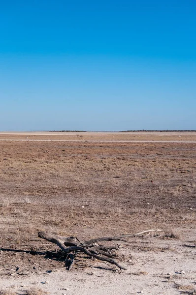 Paisaje del Parque Nacional Etosha —  Fotos de Stock