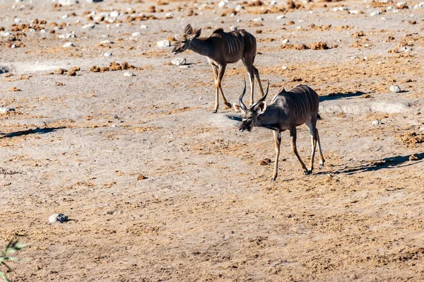 Kudu e Impalas vicino a una pozza d'acqua in Etosha — Foto Stock