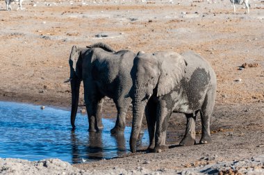 İki Erkek Fil Bir Su Deliğinden İçme.