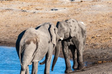 İki Afrika erkek fili birbirine meydan okuyor.