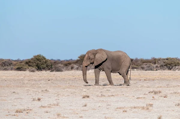 Um elefante macho solitário caminhando pelas planícies do Parque Nacional de Etosha — Fotografia de Stock