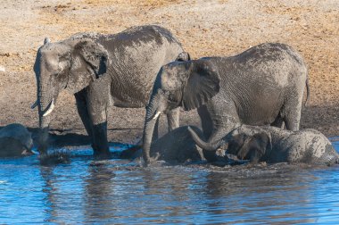 Afrika filleri bir su birikintisinin içme
