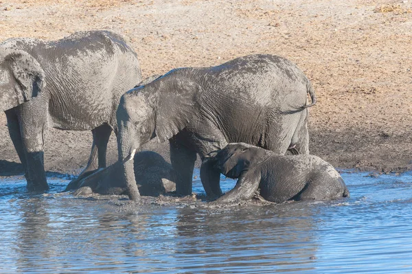 Elefantes africanos bebiendo en un pozo de agua —  Fotos de Stock
