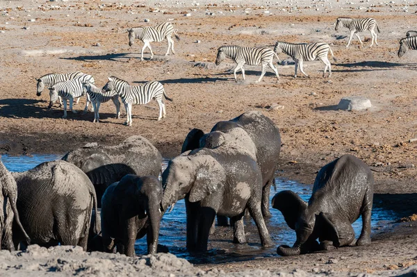 Nahaufnahme einer großen Elefantenherde beim Baden und Trinken in einem Wasserloch — Stockfoto