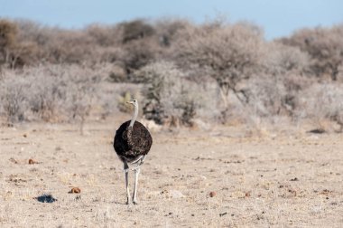 Etosha ovalarında bir Devekuşu
