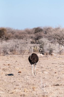 Etosha ovalarında bir Devekuşu