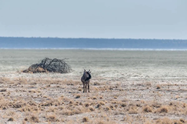 Un ñus en las llanuras de Etosha —  Fotos de Stock