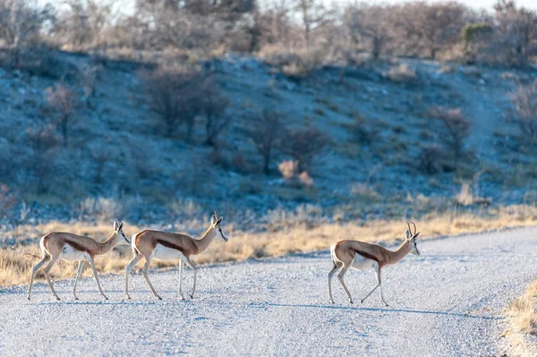 Impalas in Etosha National Park — Stock Photo, Image