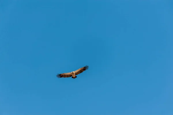 Vithövdad gam i flykt över Etosha — Stockfoto