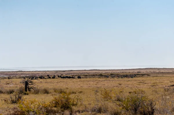 Egy csorda gnú Etosha-ban. — Stock Fotó