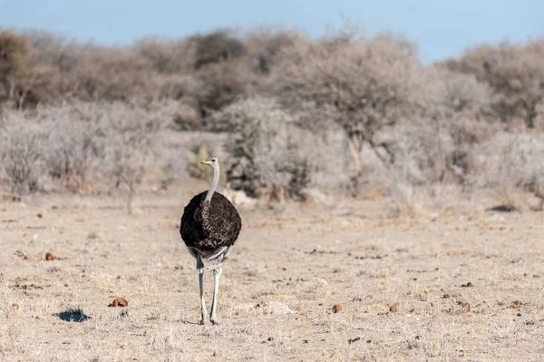 Etosha ovalarında bir Devekuşu