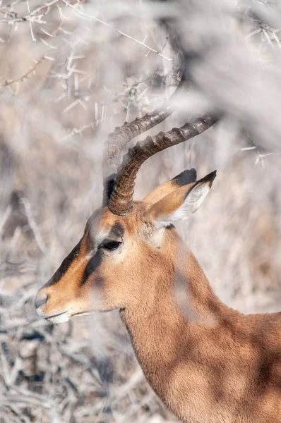 Um impala escondido atrás dos arbustos — Fotografia de Stock