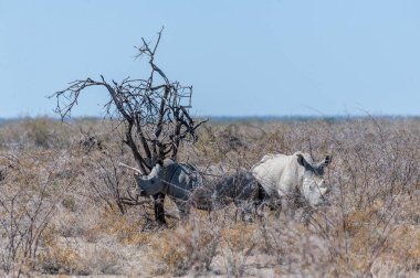 Etosha Milli Parkı ovalarında beyaz gergedanlar otlatma