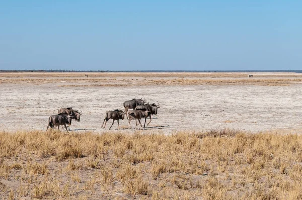Wildebeest az Etosha Nemzeti Park síkságon — Stock Fotó