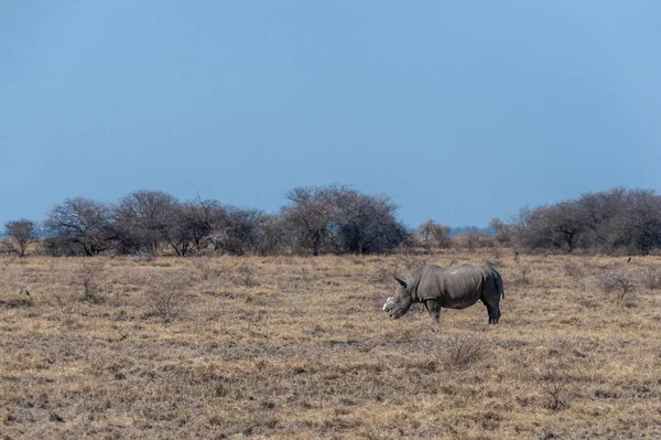 뿔이 달린 검은 코뿔소 — 스톡 사진