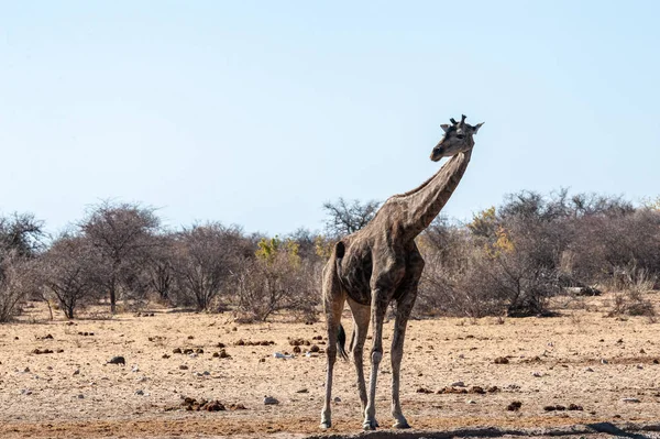Stara żyrafa zbliża się do wodopoju w Etosha — Zdjęcie stockowe