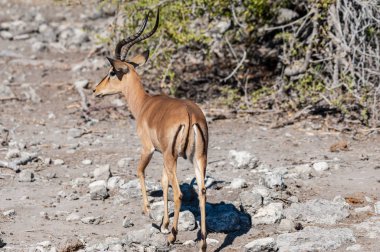 Impalas- Etosha Ulusal Parkı