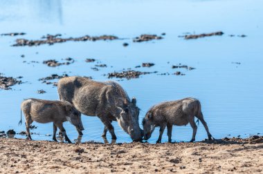 Etosha Milli Parkı 'ndaki Yaban domuzları