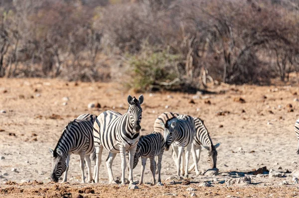 Eine Gruppe Zebras in Etoscha — Stockfoto