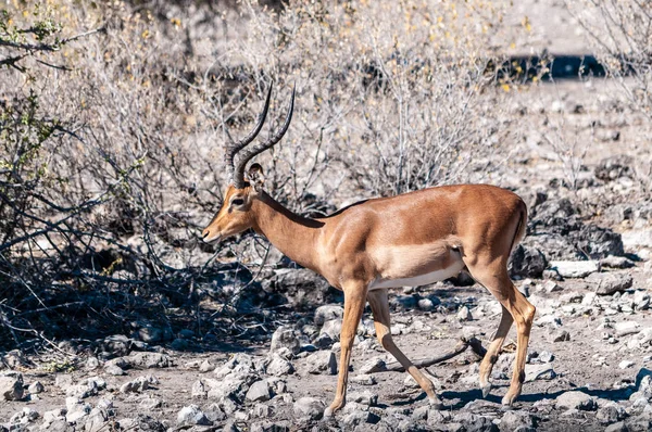 Impalas en el Parque Nacional Etosha — Foto de Stock