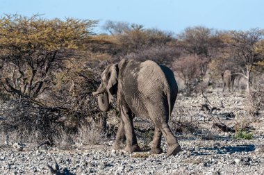 Bir Afrika Fili'nin Yakın Çekim
