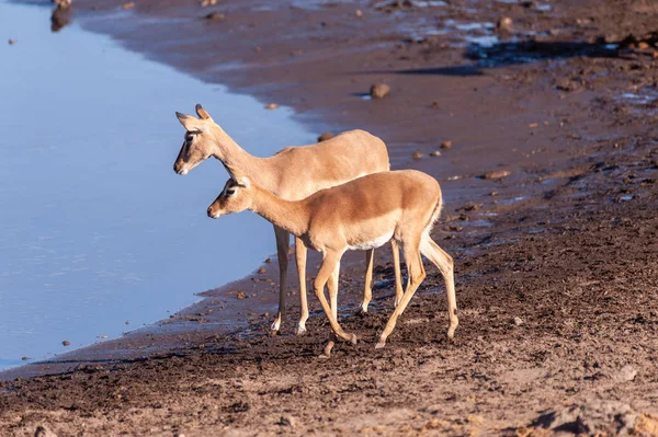 Närbild av en Impala nära ett vattenhål — Stockfoto