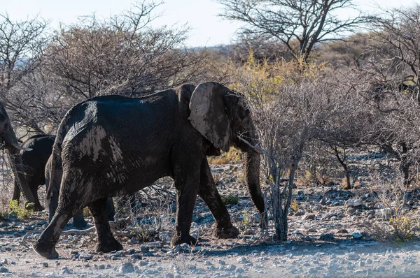 Nahaufnahme einer Gruppe afrikanischer Elefanten im Vorbeigehen — Stockfoto