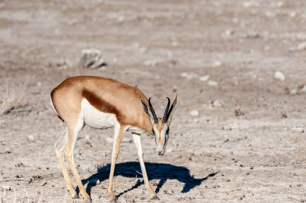 Impalas surfar i Etosha — Stockfoto