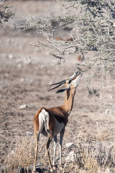 Impalas browsing in Etosha — Stock Photo, Image