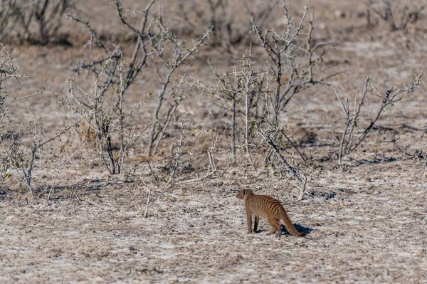 Gebänderter Mungo in Etoscha — Stockfoto