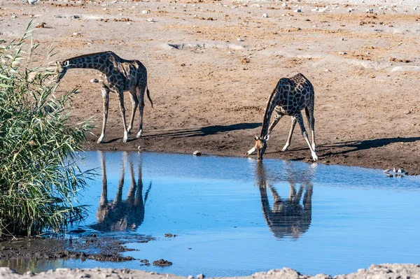 Jirafas en el Parque Nacional Etosha — Foto de Stock