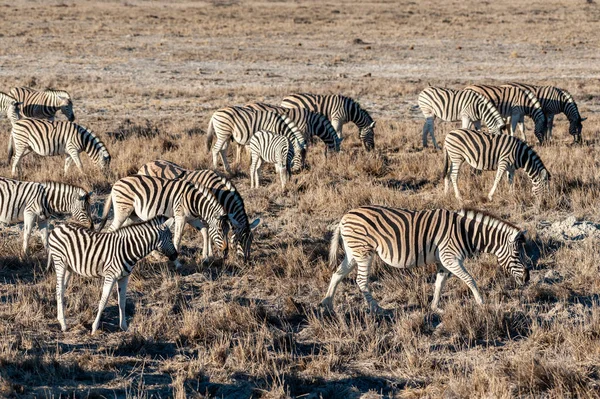 Zebre nel Parco Nazionale di Etosha . — Foto Stock