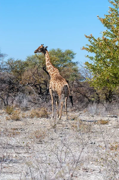 Girafas no Parque Nacional de Etosha — Fotografia de Stock