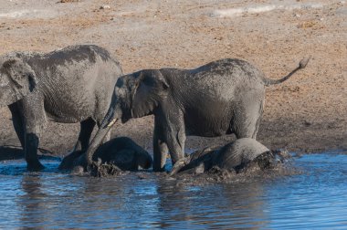 Afrika filleri bir su birikintisinin içme