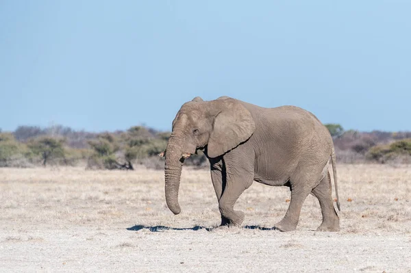 Un elefante macho solitario caminando por las llanuras del Parque Nacional Etosha — Foto de Stock