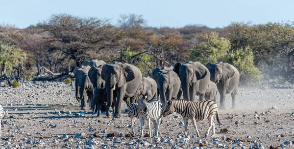 En flock afrikanska elefanter närmar sig ett vattenhål i Etosha. — Stockfoto