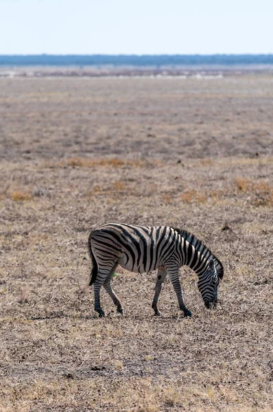 Zebra's in etosha nationaal park. — Stockfoto