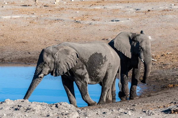 Dos elefantes machos bebiendo de un pozo de agua . —  Fotos de Stock